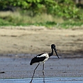 Black-necked Stork<br />Canon EOS 7D + EF300 F2.8L III + EF2xIII